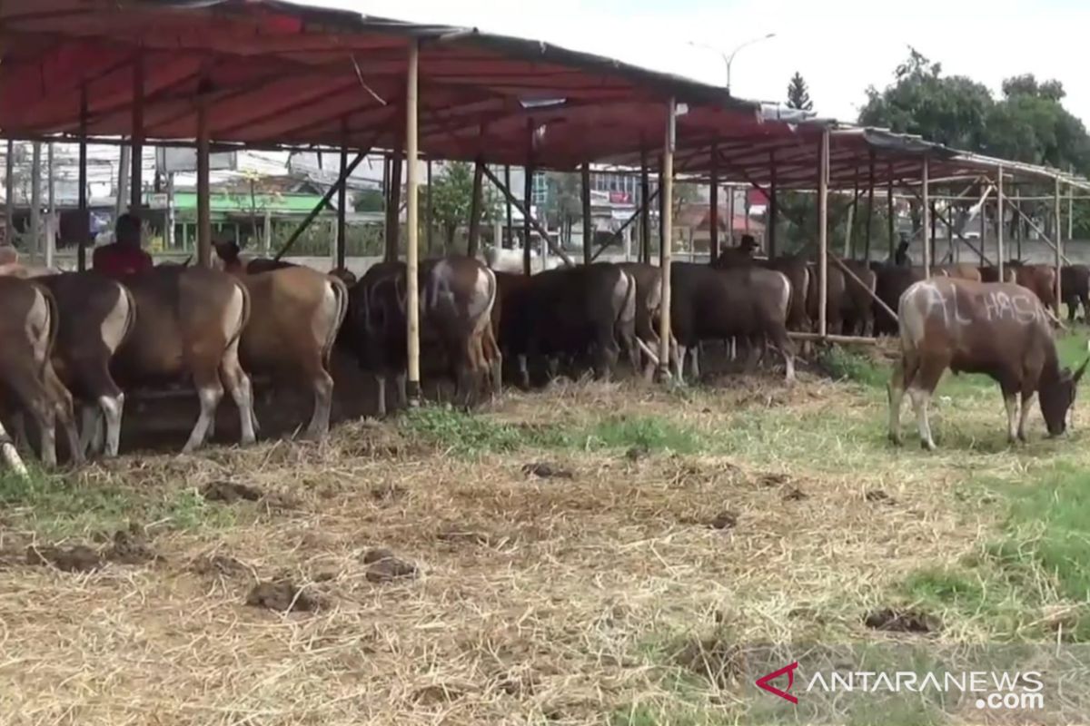 Penjual hewan kurban di Bekasi keluhkan omzet turun drastis