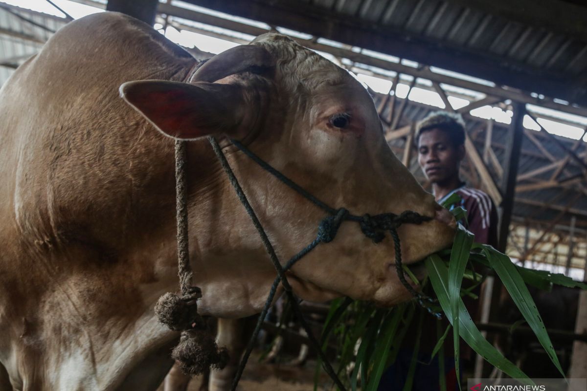 Jaga lingkungan, ganti plastik dengan besek saat pembagian hewan kurban