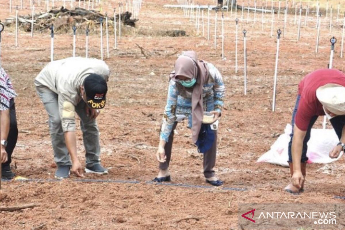 Distan TPH Kaltim laksanakan gerakan tanam kedelai