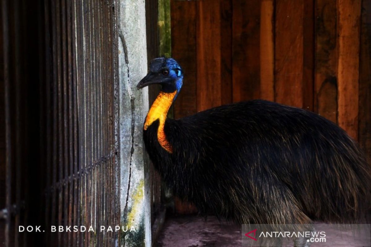 51 satwa dari Sulawesi Utara dipindahkan ke Papua