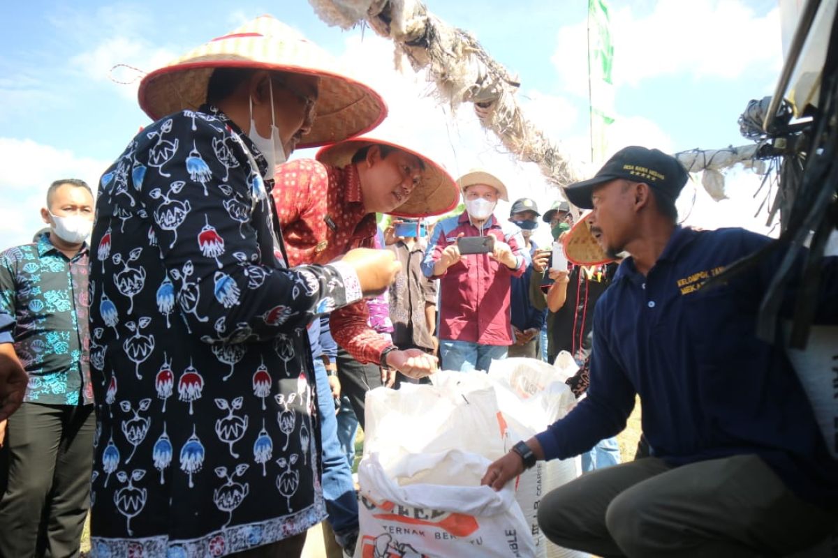 Hadiri panen raya padi Bupati Tanjabbar dorong swasembada benih