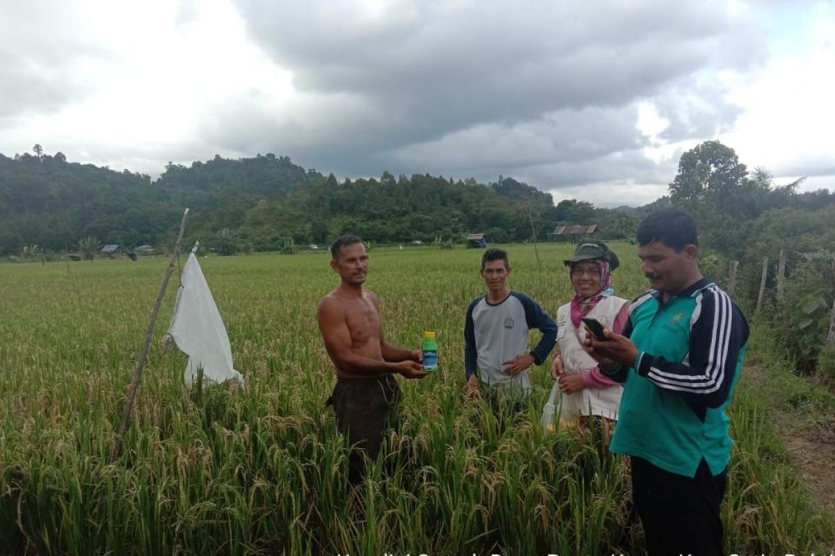Pasca banjir sejumlah lahan padi petani Aceh Jaya diserang hama