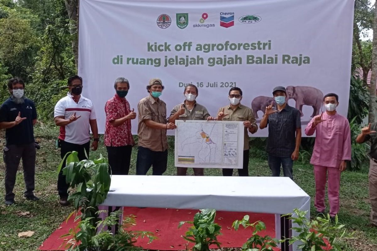 SKK Migas - PT CPIdukung keselamatan gajah sumatra, sistem agroforestridiluncurkan di Bengkalis
