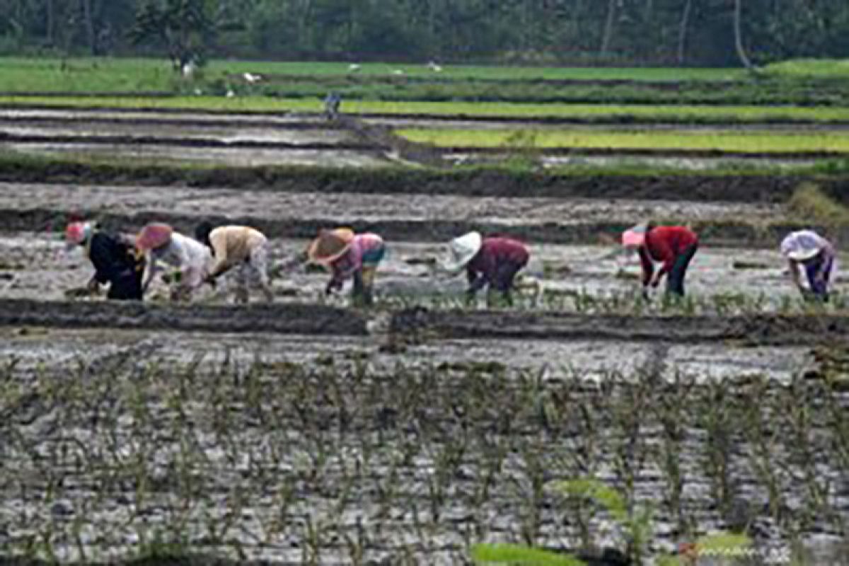 Dukung produksi pangan, petani Pandeglang percepat tanam padi