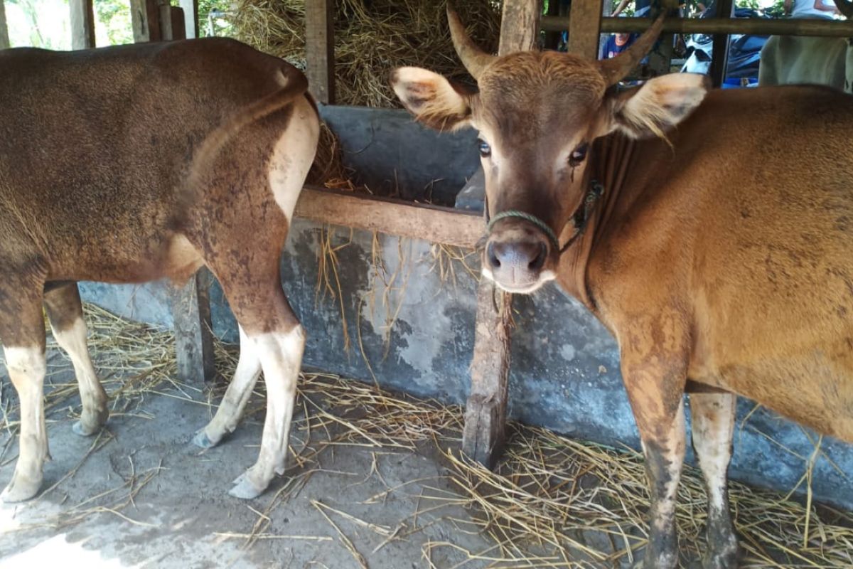 DP2 Makassar periksa daging hewan kurban sebelum didistribusi