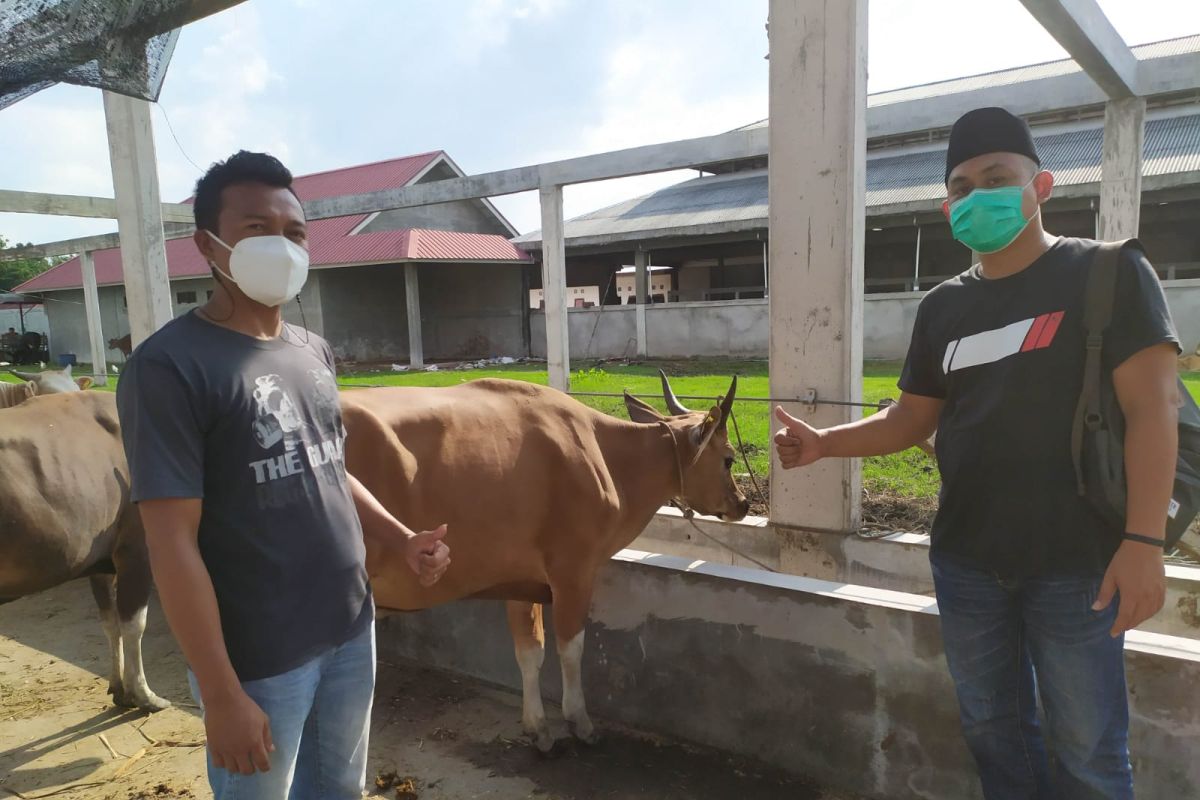 Bupati Kasmarni bantu satu sapi kurban untuk PWI Bengkalis