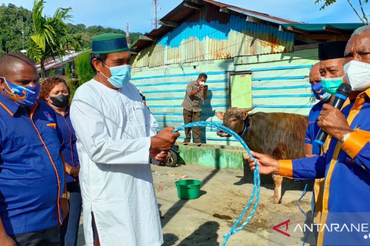 NasDem Papua Barat serahkan 80 ekor sapi kurban untuk muslim Papua