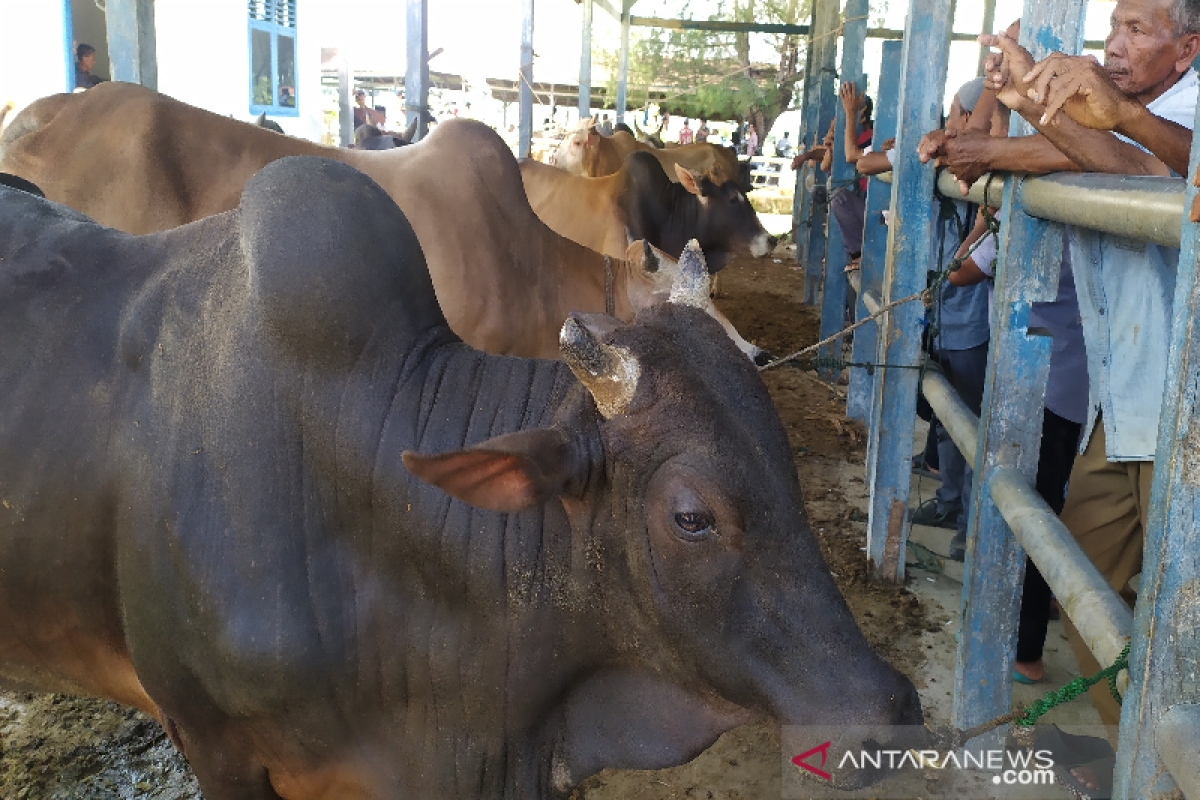 Aceh Besar sediakan 7.969 hewan kurban untuk Idul Adha