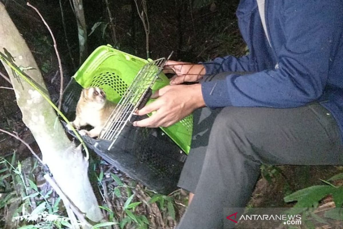 BBKSDA lepas tiga kukang jawa di Gunung Guntur