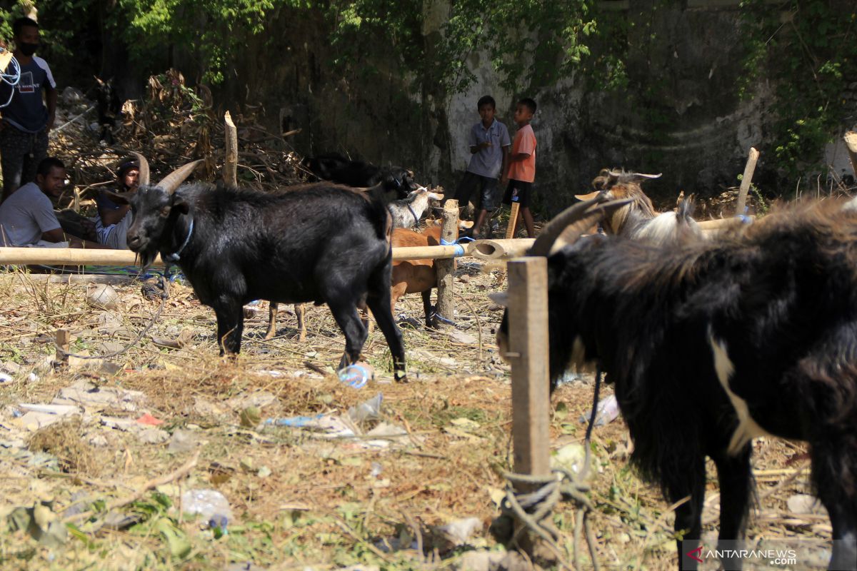 Permintaan hewan kurban di Kota Kupang turun