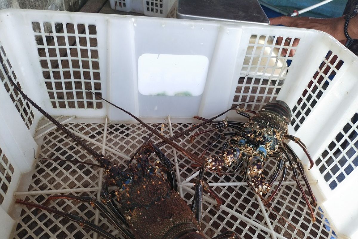 Lobster mulai susah dicari di Simeulue