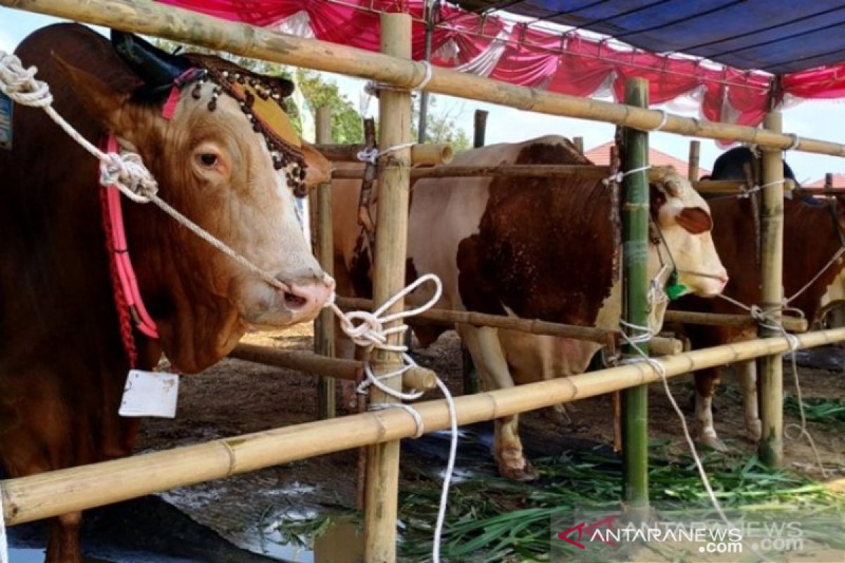 Gubernur Gorontalo serahkan sapi bantuan Presiden Jokowi di Boalemo