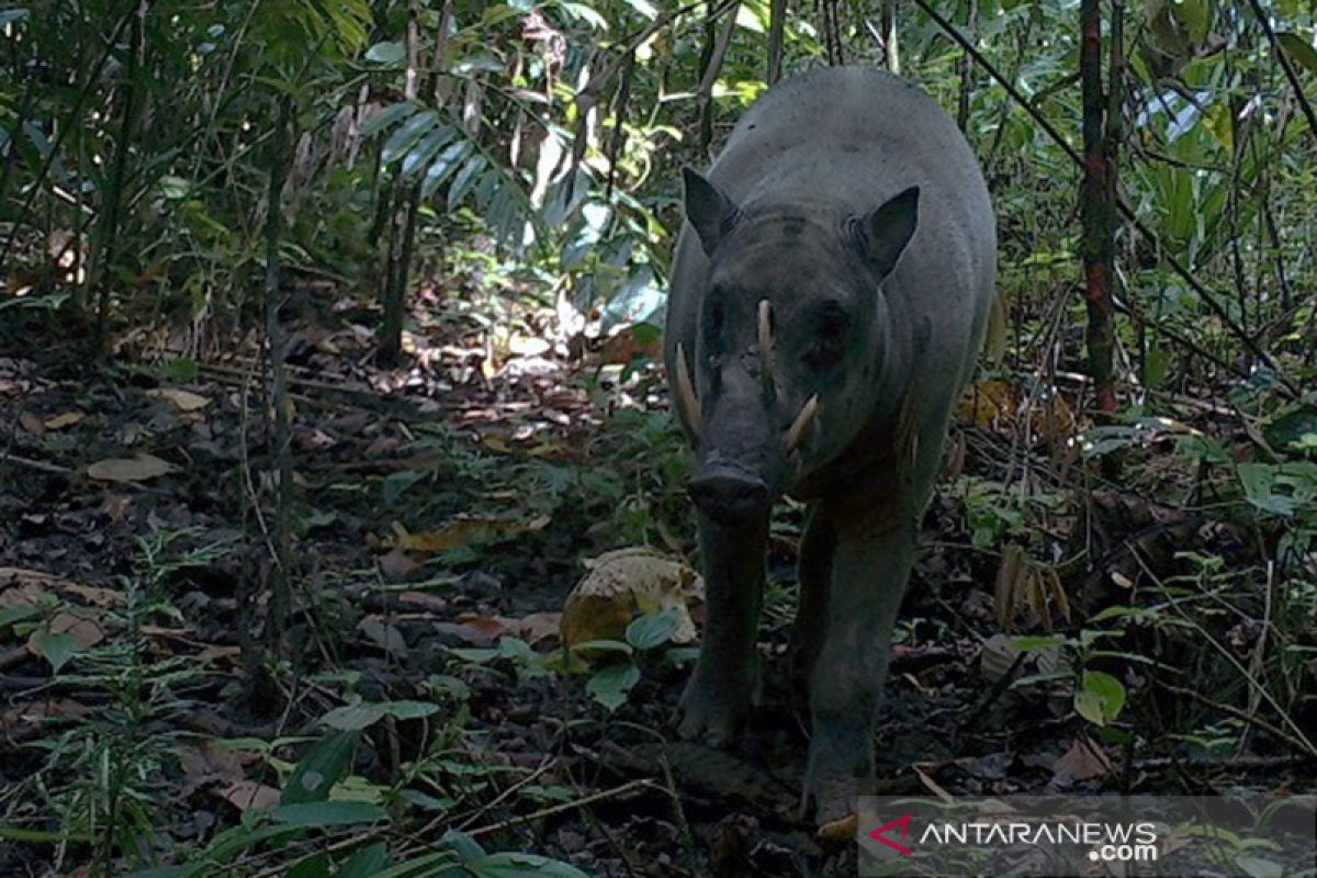 Akhirnya wujud babirusa yang dianggap mitos terekam BKSDA