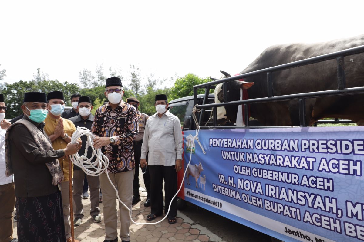 Presiden Jokowi kurban sapi seberat 1,2 ton untuk Aceh Besar