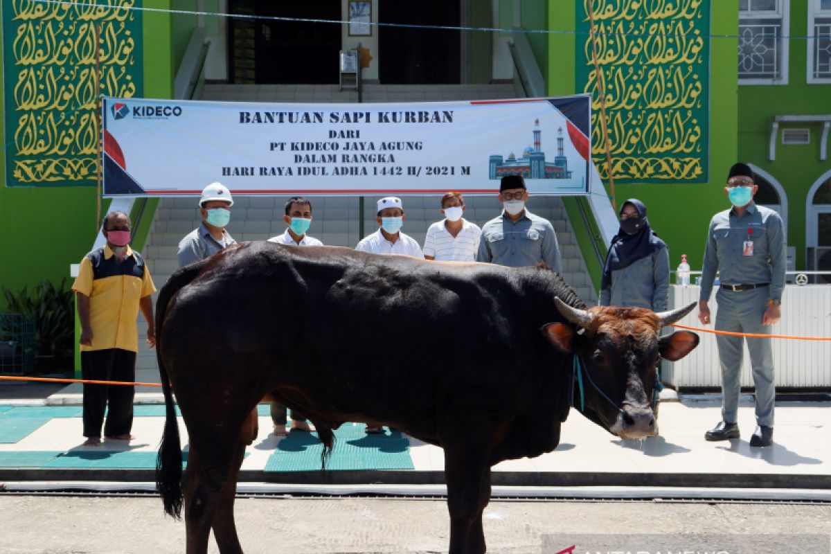 Sambut Hari Raya Idul Adha 1442 H/2021 Kideco bagikan 140 ekor sapi kurban