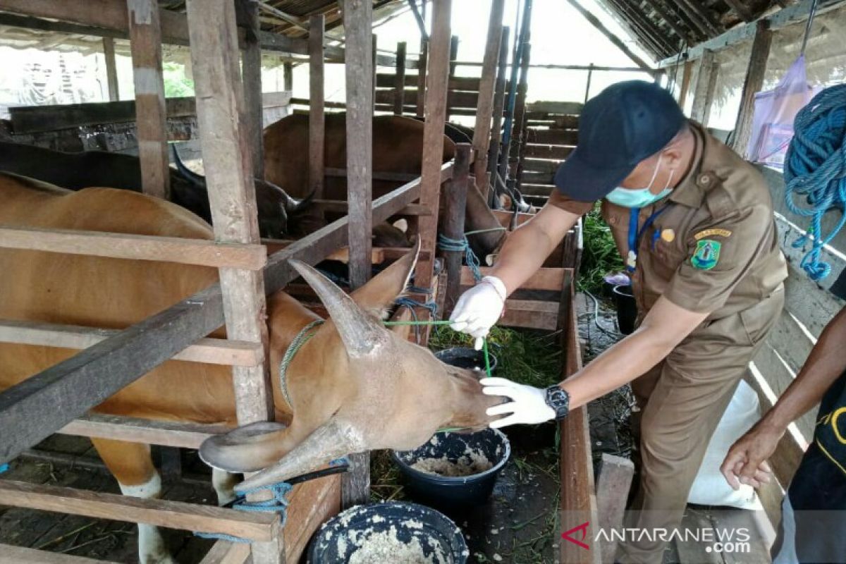 South Kalimantan closely supervising livestock traffic to prevent anthrax