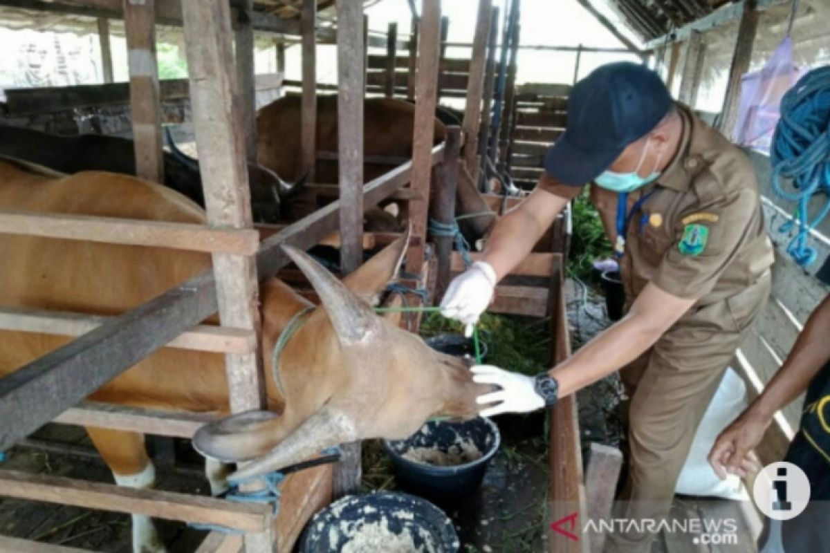Bupati Aceh Tamiang kurban 12 ekor sapi
