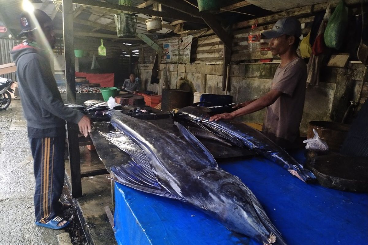 Ikan layaran, hasil laut Simeulue yang nilai jualnya menggiurkan