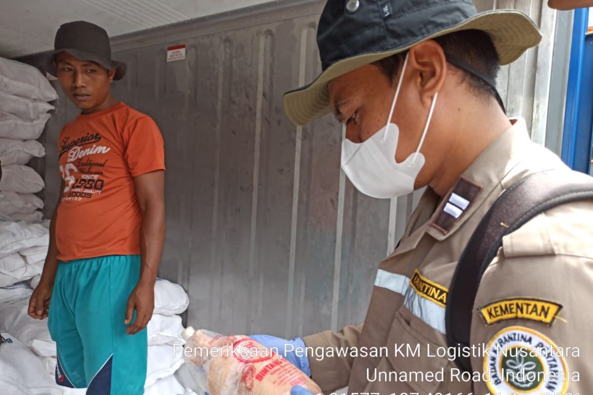 Balai Karantina Pertanian Ternate tolak 12 ton ayam beku dari  Surabaya, begini kronologinya