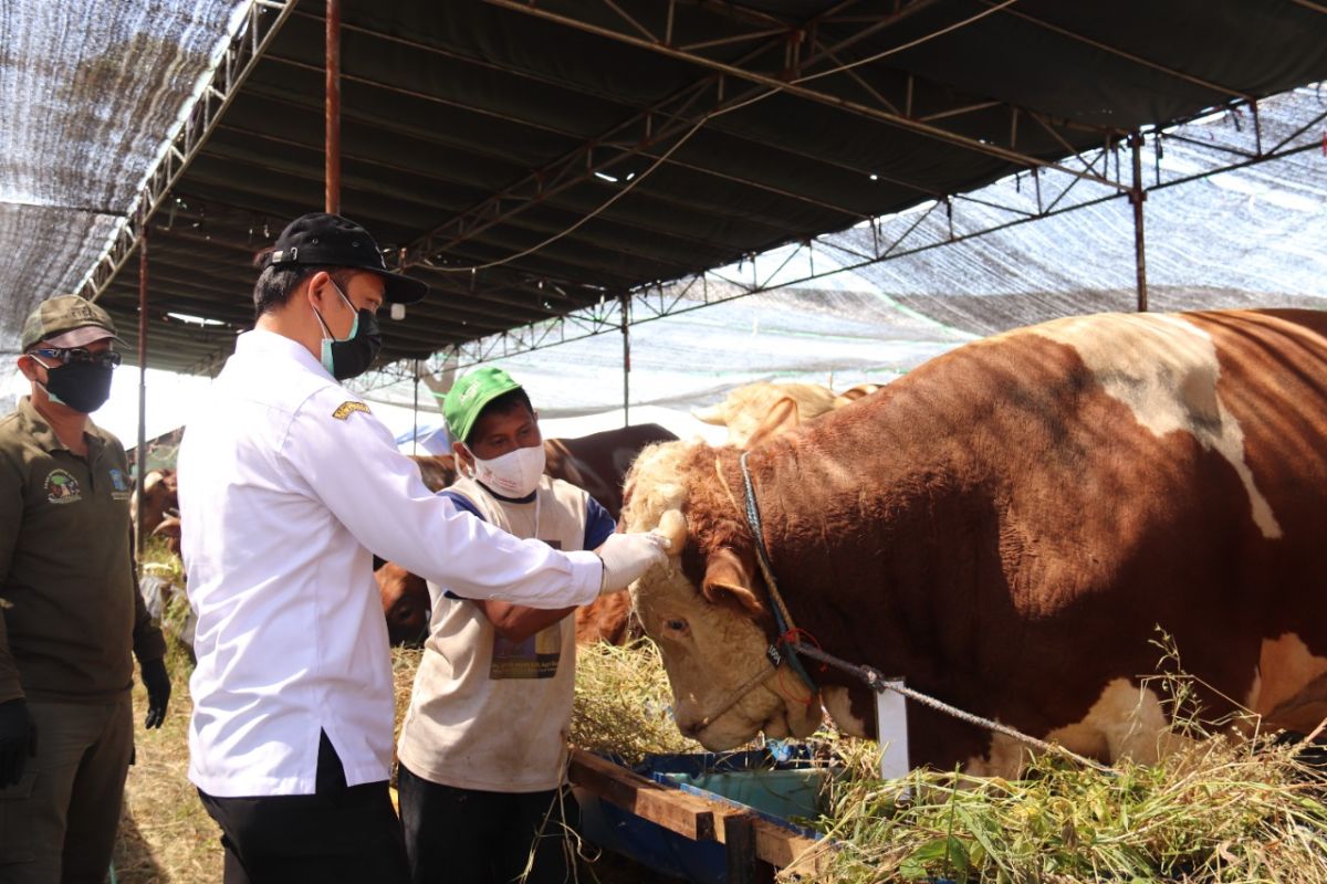 DKPP nyatakan ratusan hewan kurban di Surabaya sehat