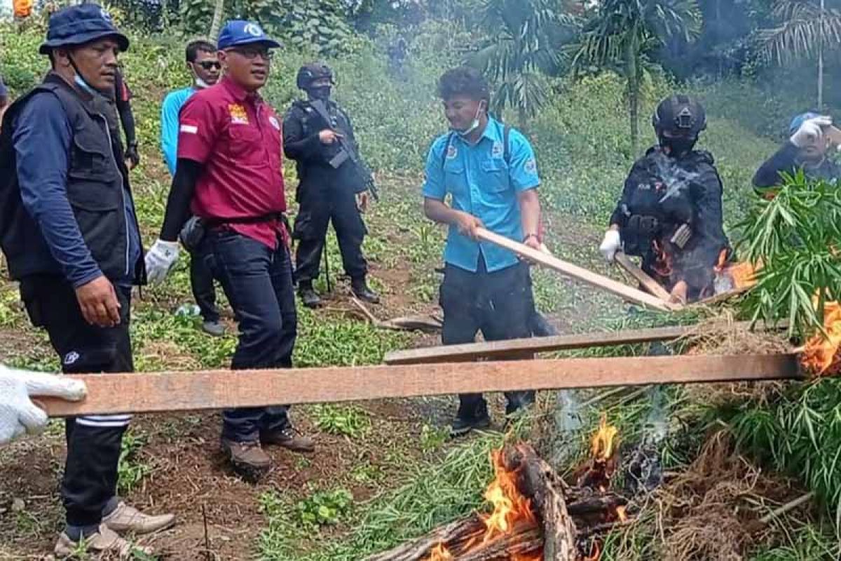 BNN musnahkan dua hektare ladang ganja di Aceh Utara