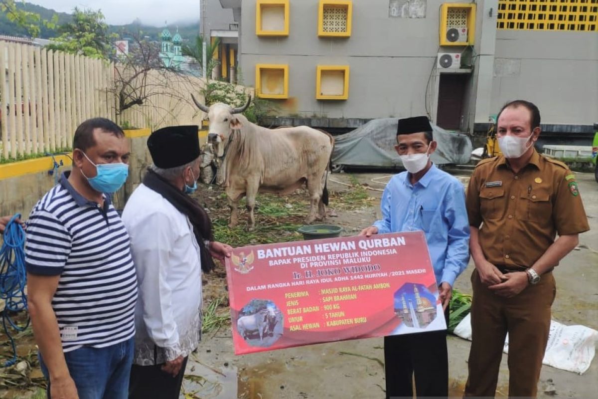 Presiden Jokowi sumbang sapi kurban 900 Kg untuk Maluku, begini penjelasannya