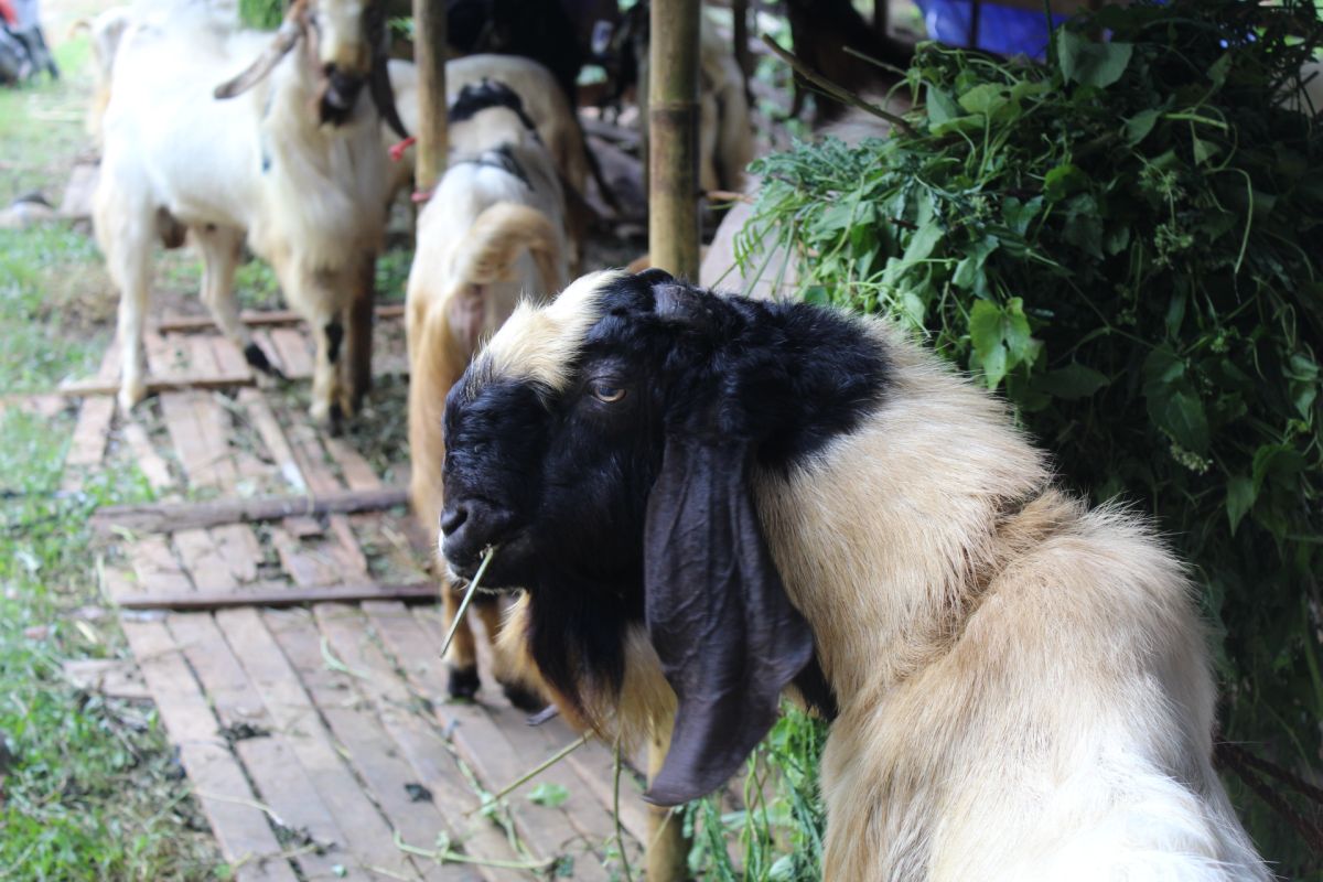 Disnakeswan Lampung pastikan hewan kurban di Lampung sehat