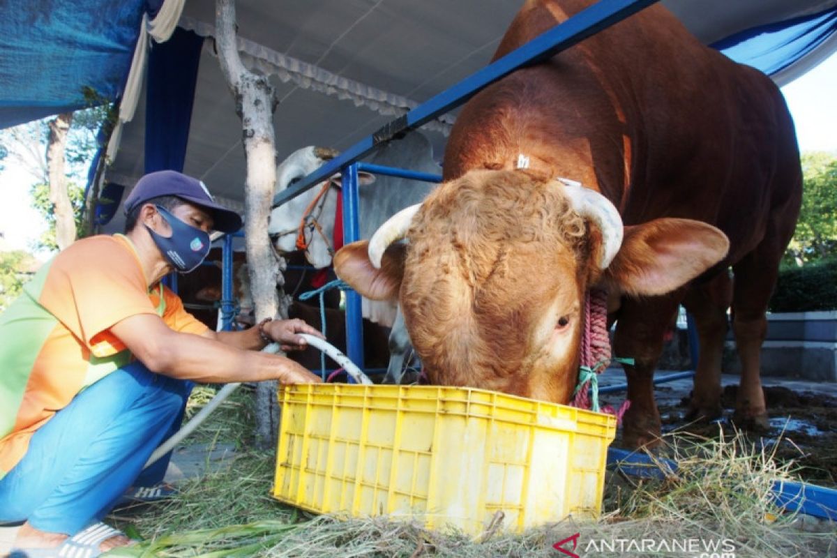 Jokowi berkurban sapi berbobot 1,2 ton di Masjid Al Akbar Surabaya
