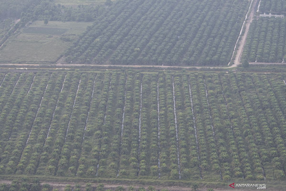 Belasan ribu hektare kelapa sawit di Pasaman Barat bakal diremajakan