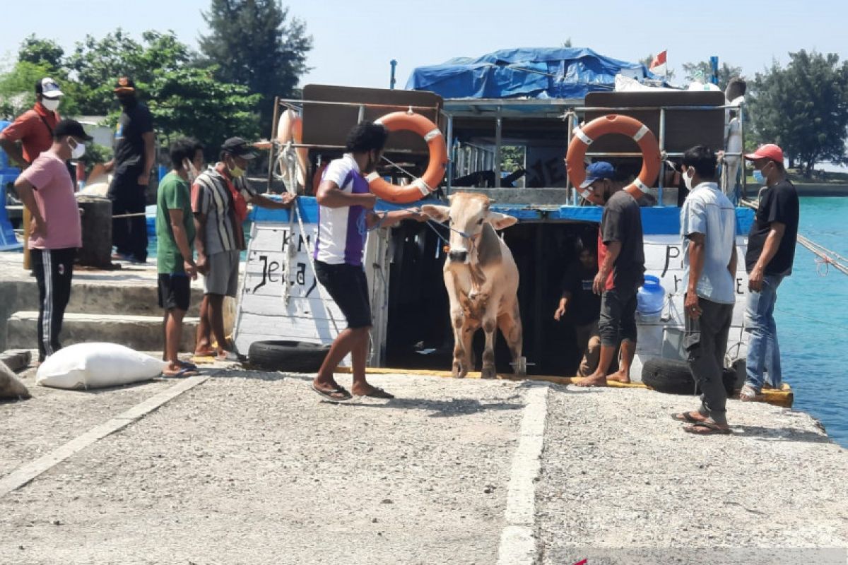 30 hewan kurban diangkut kapal menuju Kepulauan Seribu