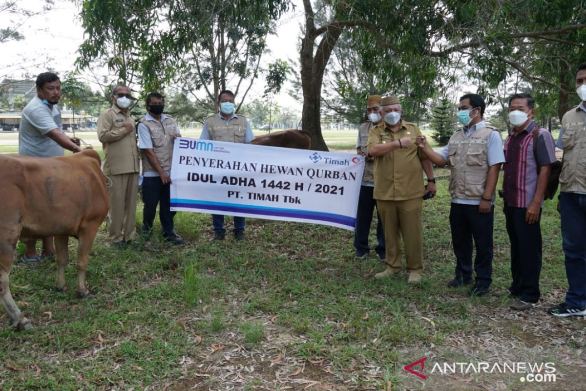 PT Timah salurkan 25 sapi kurban di Bangka Barat