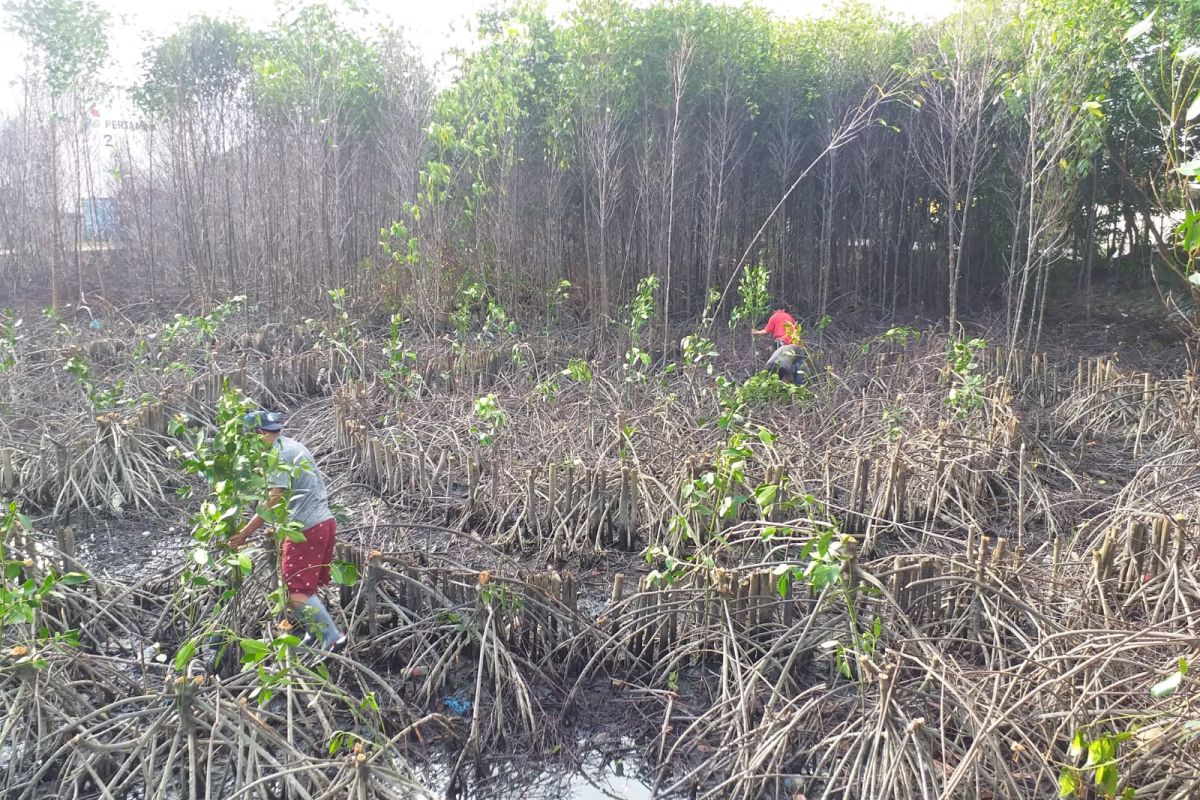 Pertamina remajakan 1.000 mangrove di kawasan depot Sibolga