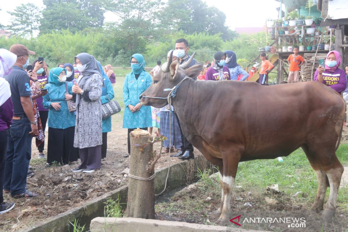 Ketua TP PKK Provinsi Jambi serahkan bantuan hewan kurban ke warga Kelurahan Legok Kota Jambi