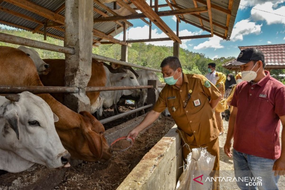 Pemkot Padangsidimpuan periksa sejumlah hewan kurban