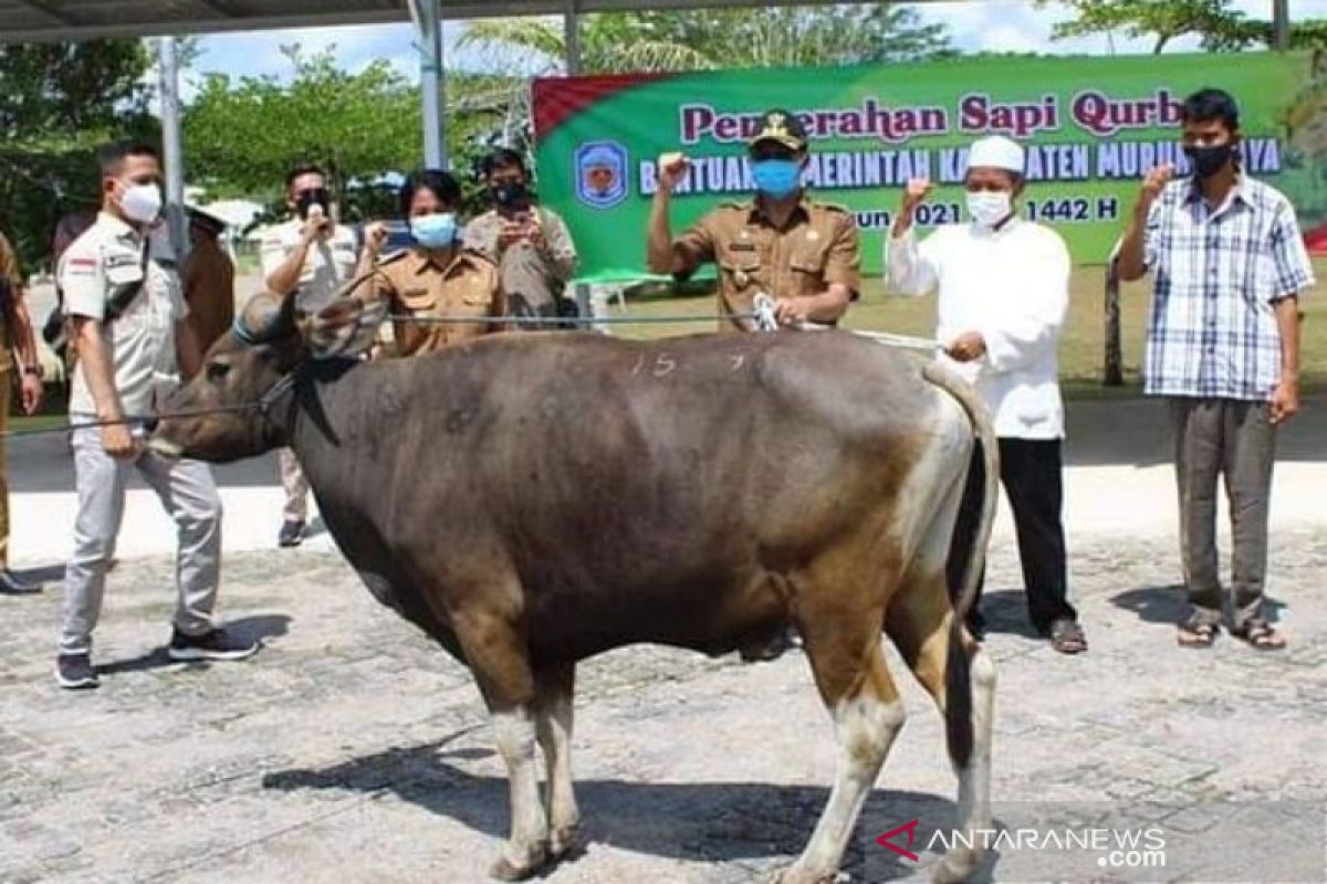 Pemkab Mura bagikan 10 sapi kurban untuk sembilan kecamatan