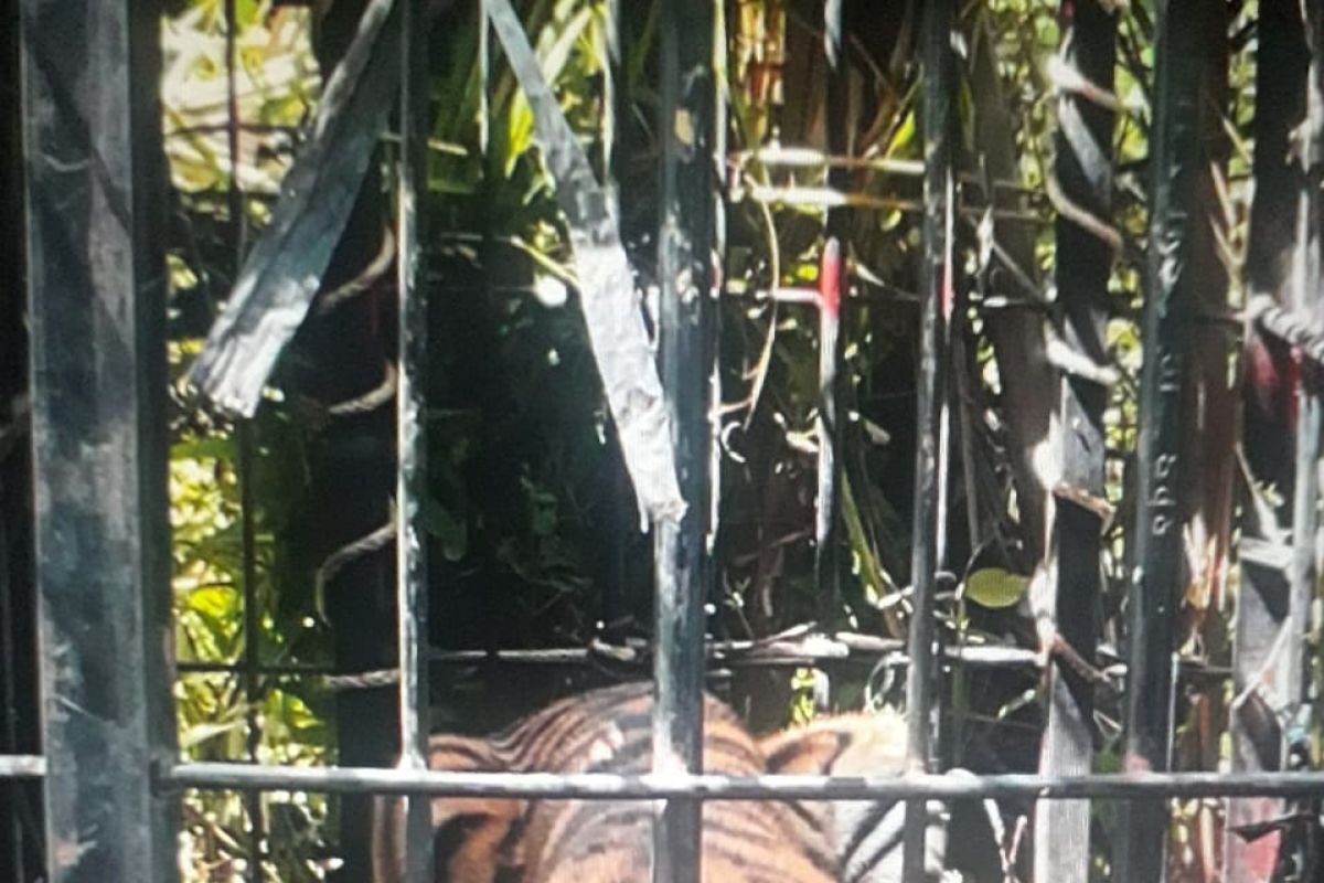 BKSDA selamatkan Harimau Sumatera di Pasaman Barat