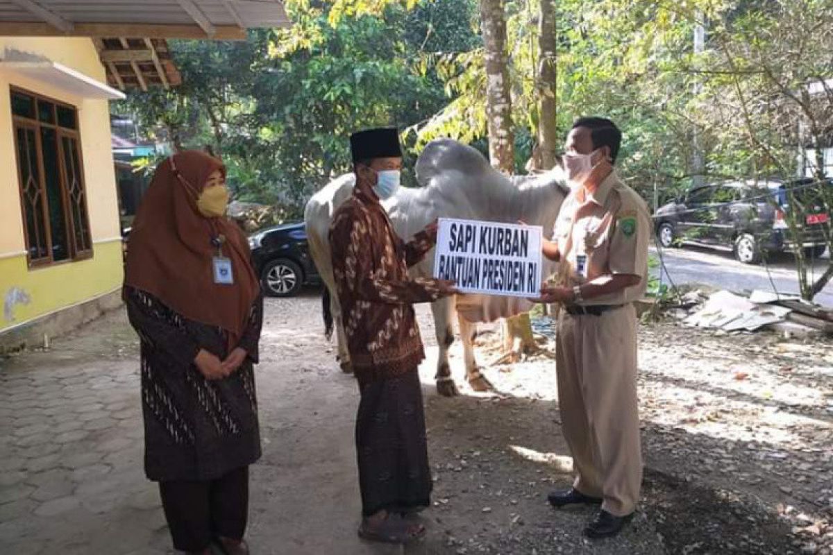 Masjid  Jami' Al Akbar di Bantul menerima sapi kurban dari Presiden