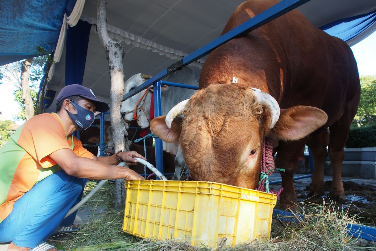 Sapi kurban Presiden Jokowi di Surabaya berbobot 1,2 ton