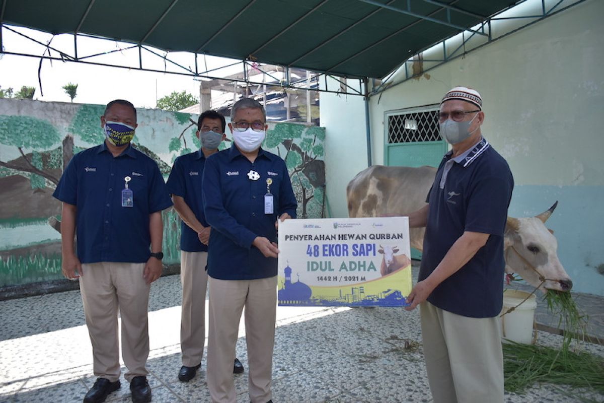 Pusri salurkan 48 ekor sapi dan sembako ke warga Palembang