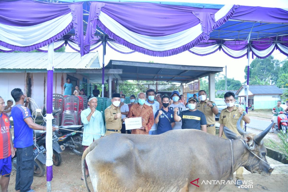 Bupati Bangka salurkan bantuan 14 ekor sapi kurban