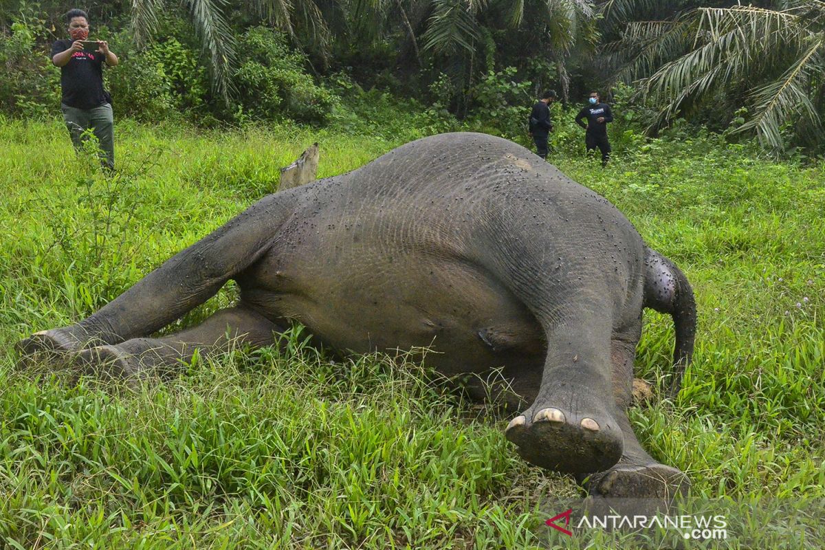 Aksi prihatin atas ancaman kepunahan gajah warnai Hari Satwa Sedunia 2021