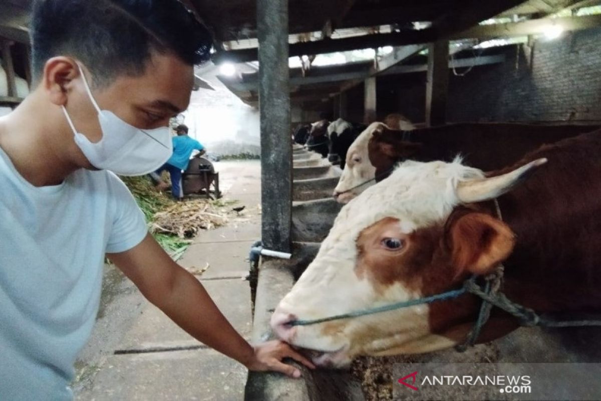 Pedagang hewan kurban di Batang disarankan berdagang secara daring