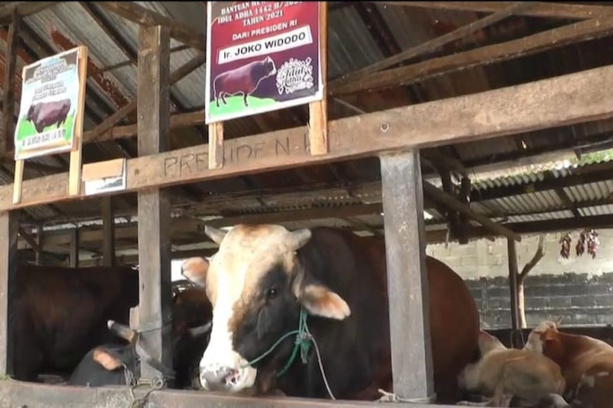 Presiden Jokowi beli sapi kurban hasil budidaya warga Palembang