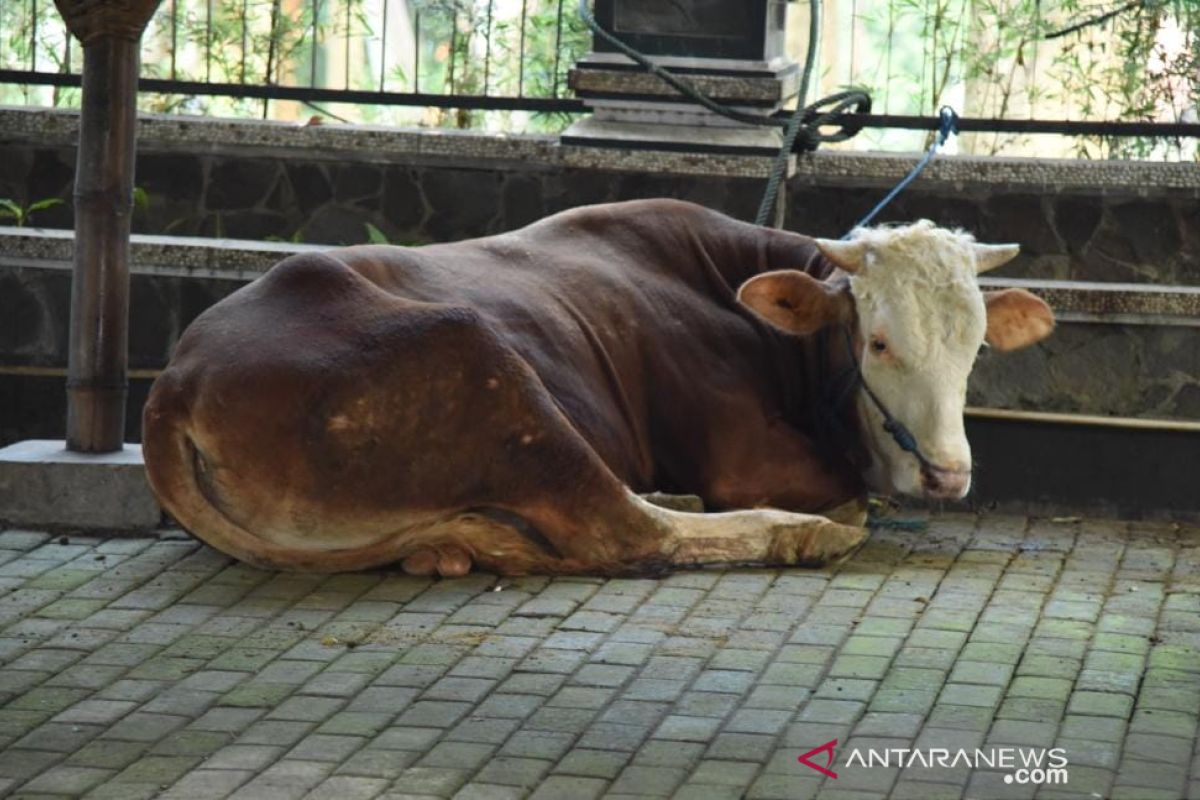 Pemkab Purwakarta bagikan ratusan hewan kurban ke pedesaan