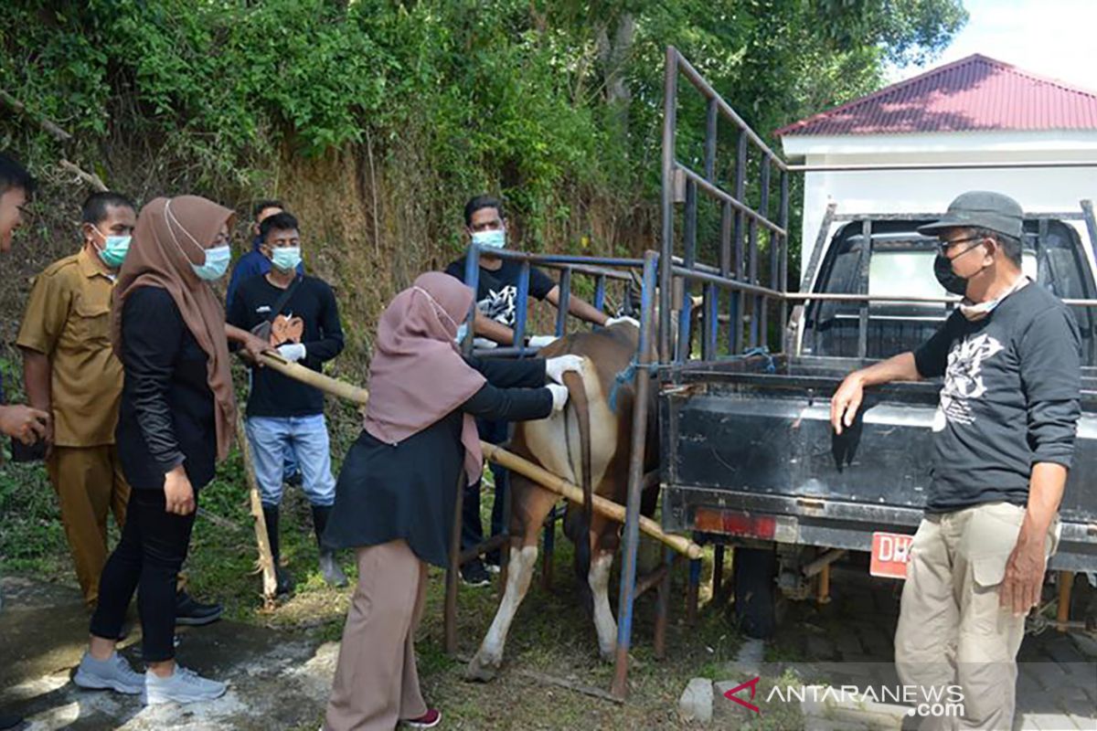 Distanak: Hewan kurban di Bone Bolango sebanyak 1.071 ekor