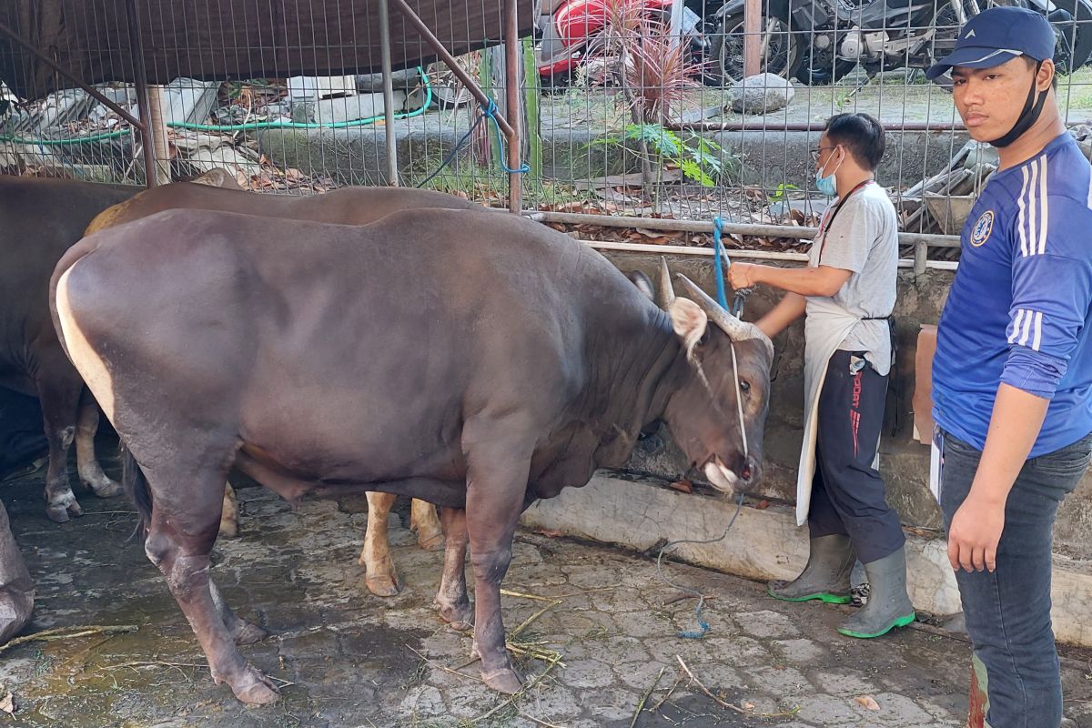 LDII Bali: Permintaan sapi kurban naik 5-10 persen