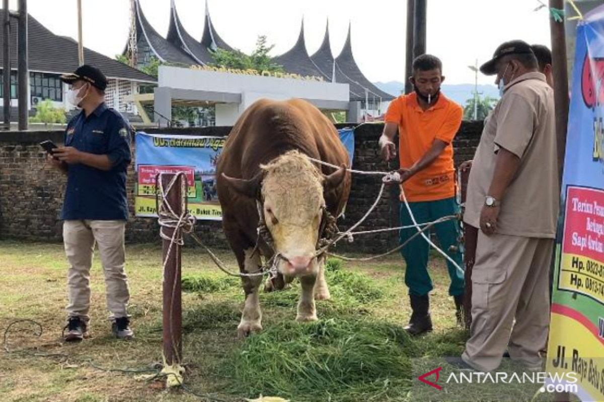 Presiden Jokowi Mengkurbankan Sapi 1,2 Ton di Masjid Raya Sumbar