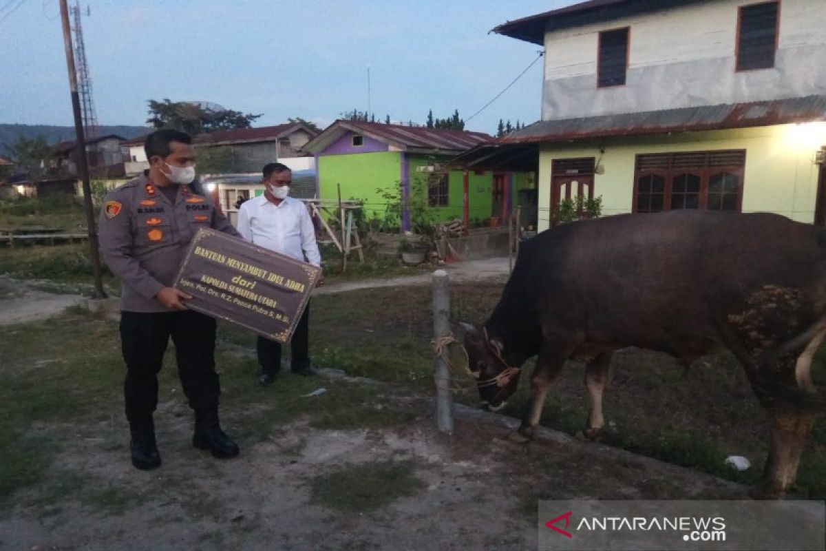 Rayakan Idul Adha, Kapolda Sumut berikan sapi kurban di Taput