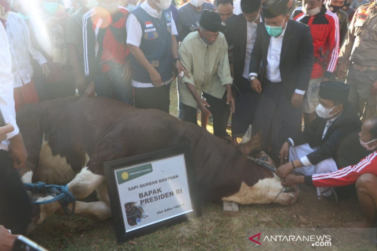 Presiden Jokowi membeli sapi kurban dari peternak Lombok Timur
