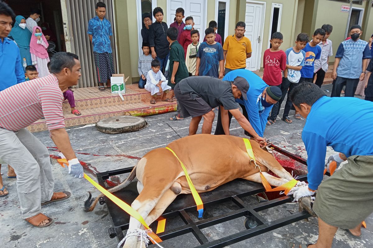 Cara baru pemotongan hewan kurban Pekanbaru jadi tontonan warga